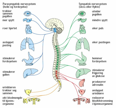Beskrivelse: 1TB:Users:rune:Desktop:nervesystemet1.jpg