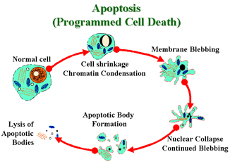 Beskrivelse: 1TB:Users:rune:Desktop:Apoptosis.gif