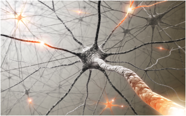 :Axons firing in a neural cell.jpg